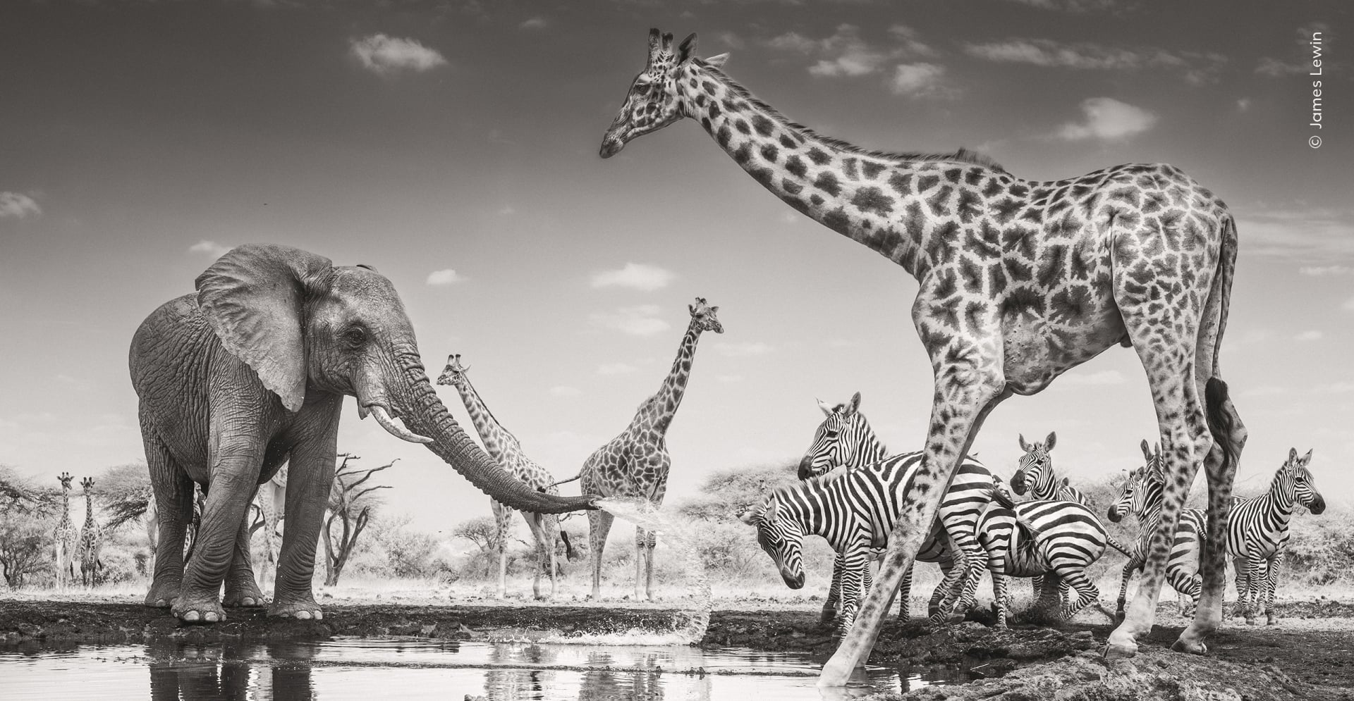 giraffes