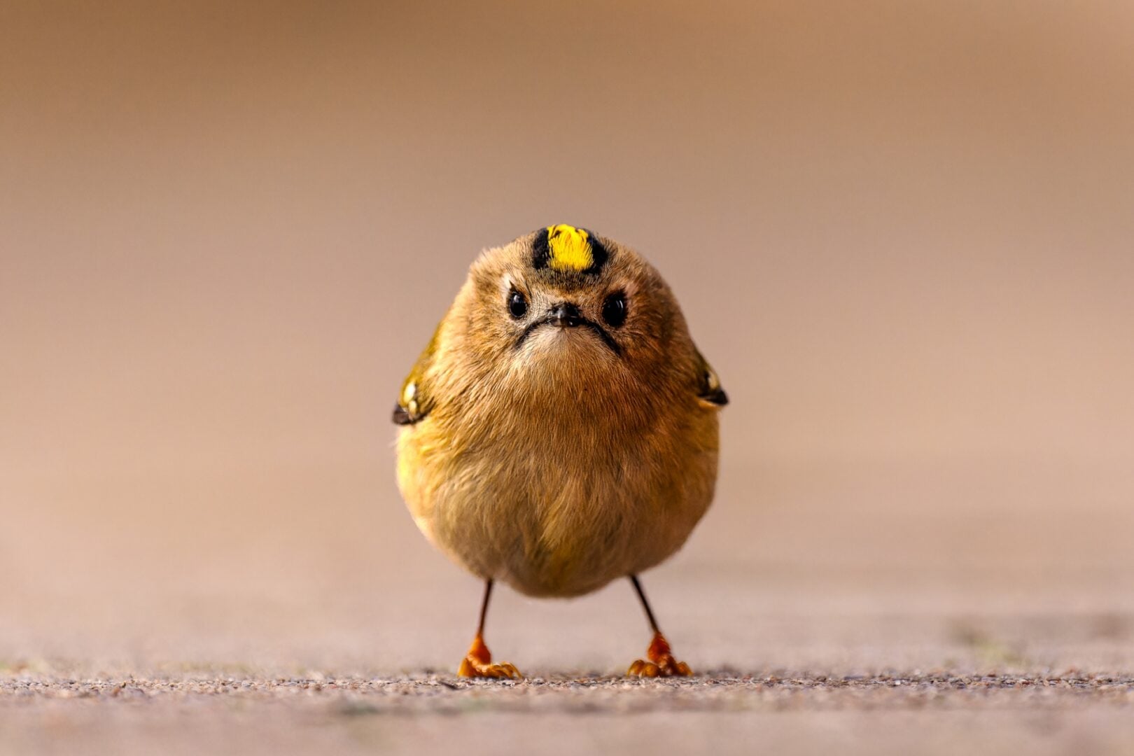 The Comedy Wildlife Photography Awards 2026