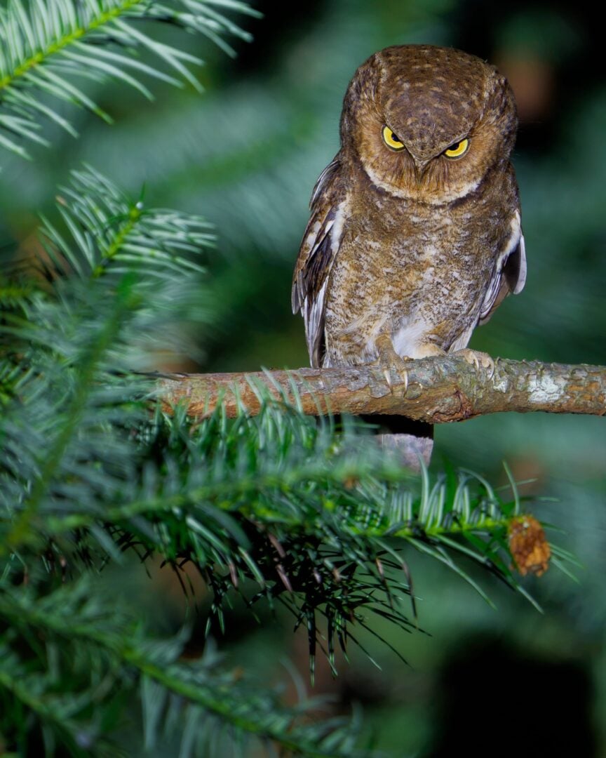 The Comedy Wildlife Photography Awards 2026
