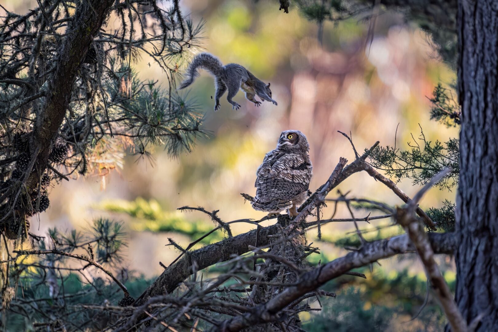 The Comedy Wildlife Photography Awards 2026