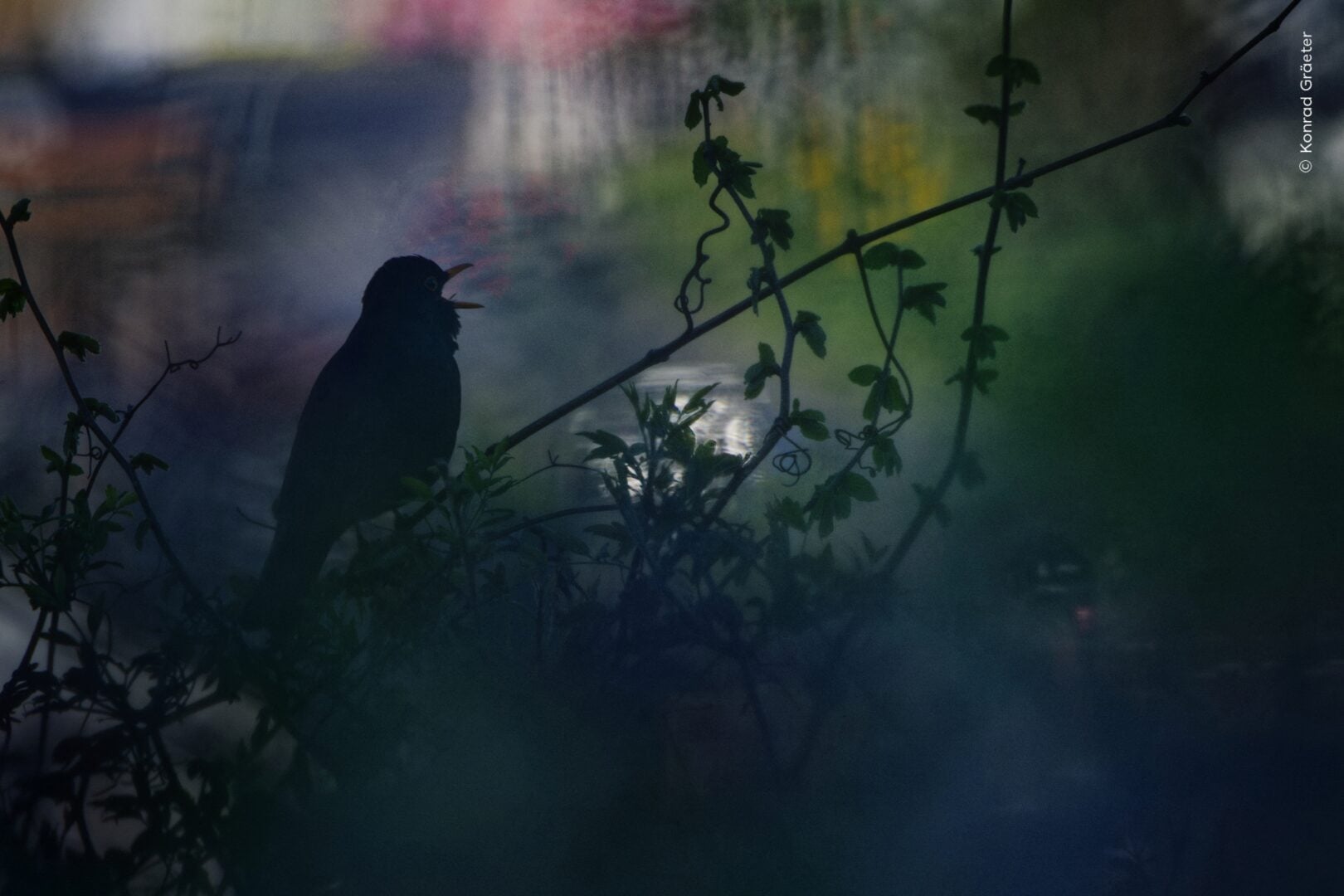 bird silhouette