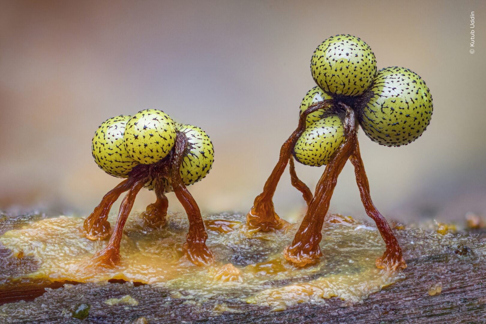 slime moulds