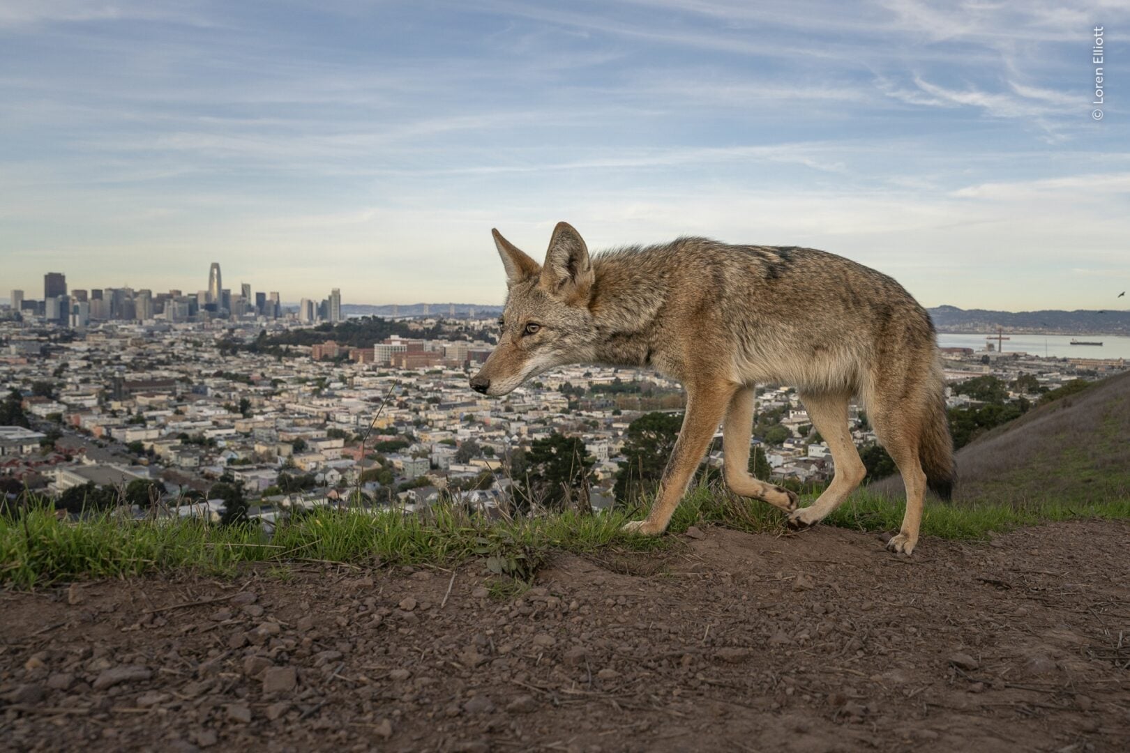 Wildlife Photographer of the Year 2026