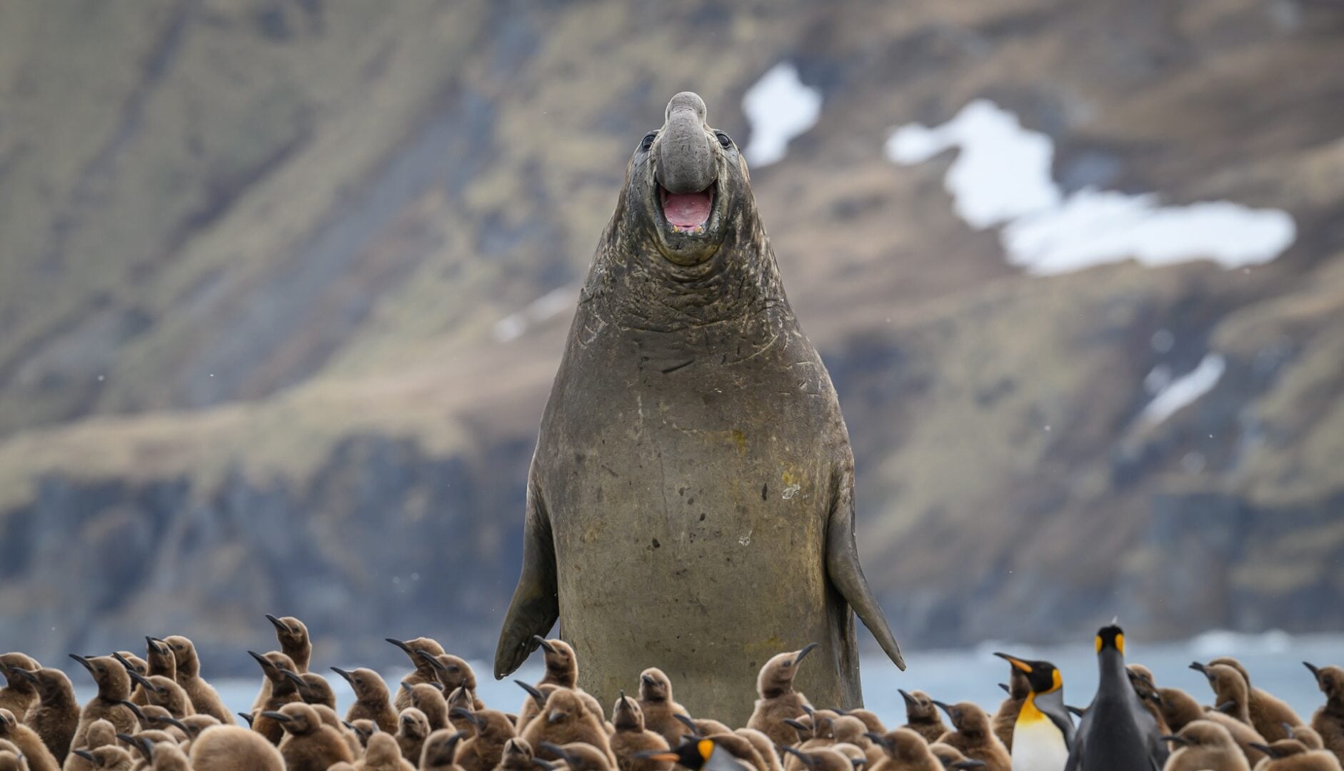 The Comedy Wildlife Photography Awards 2026