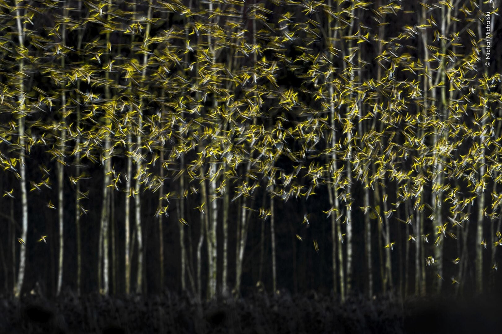 dark forest
