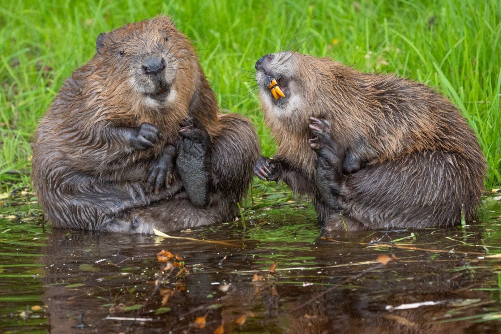 The Comedy Wildlife Photography Awards 2026