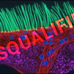nikon small world in motion disqualified