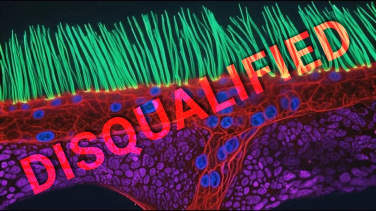 nikon small world in motion disqualified