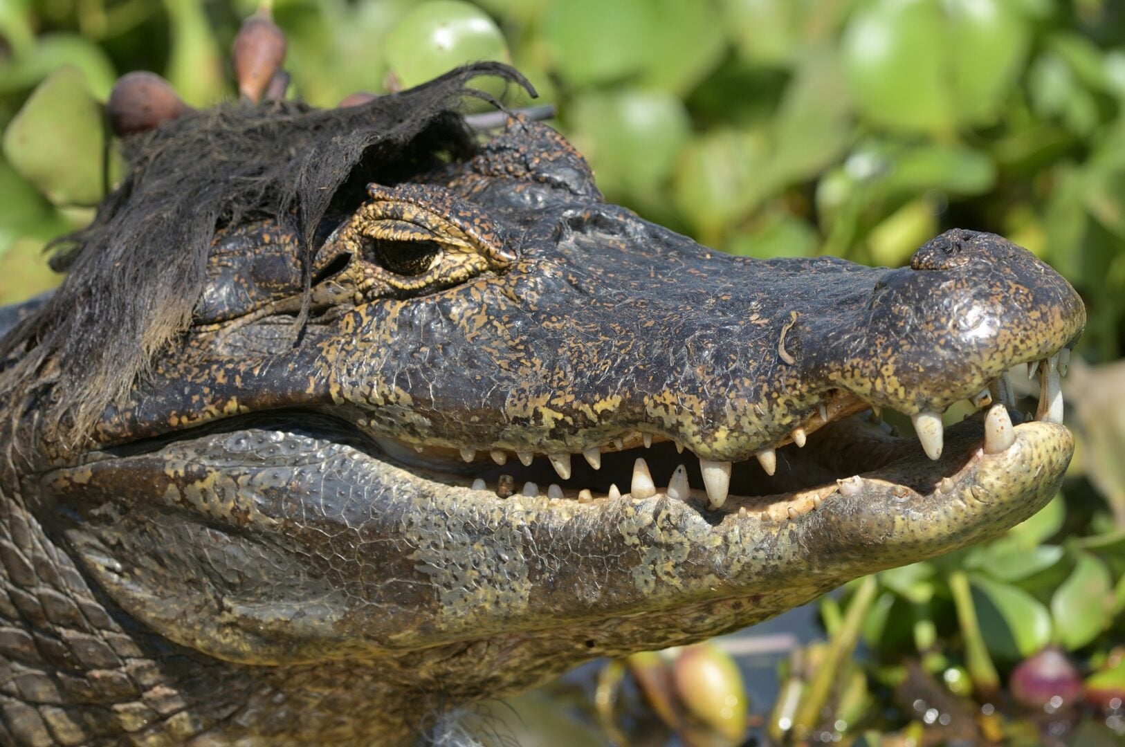 Comedy Wildlife Photography Awards 2026