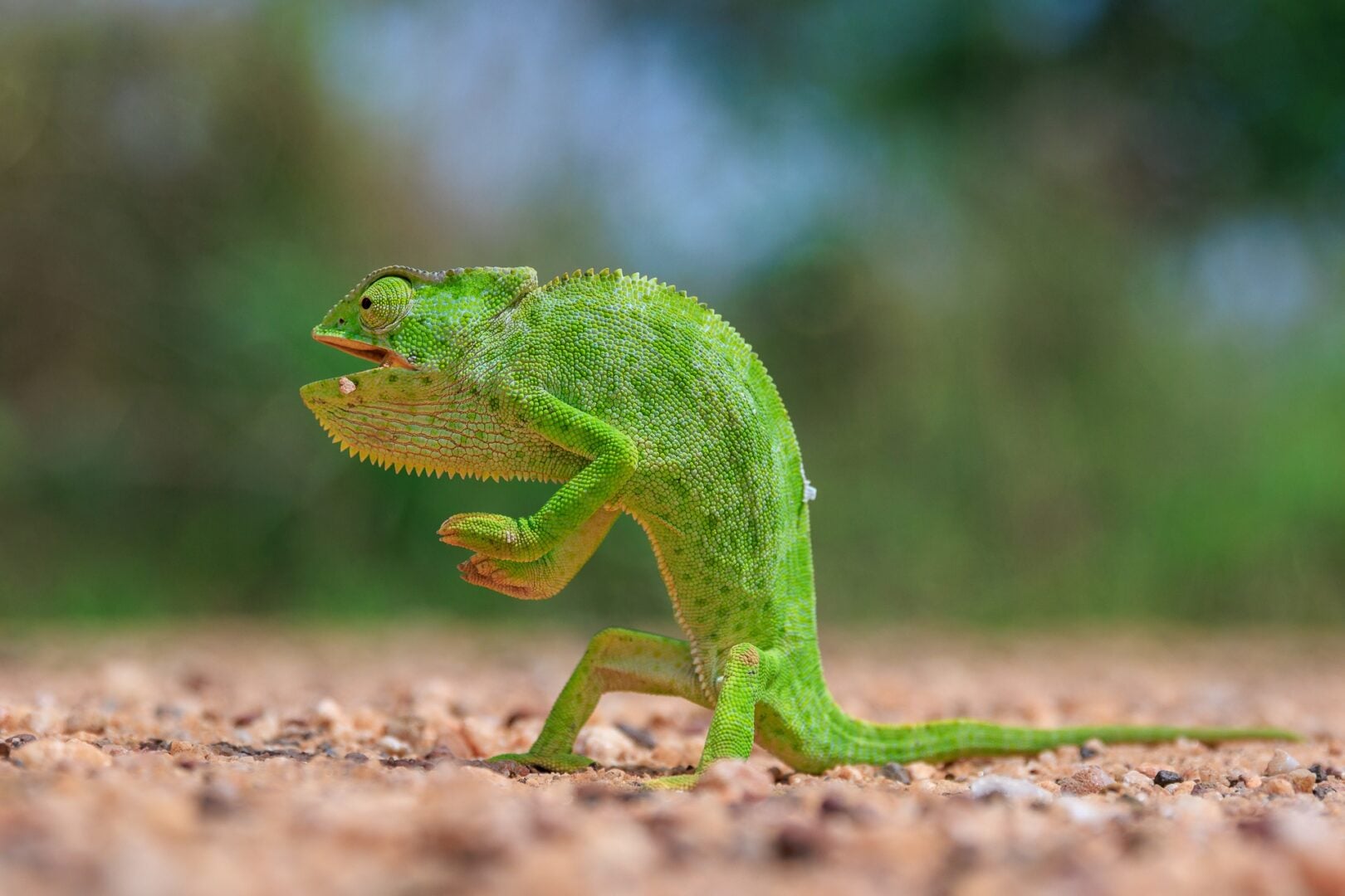 The Comedy Wildlife Photography Awards 2026