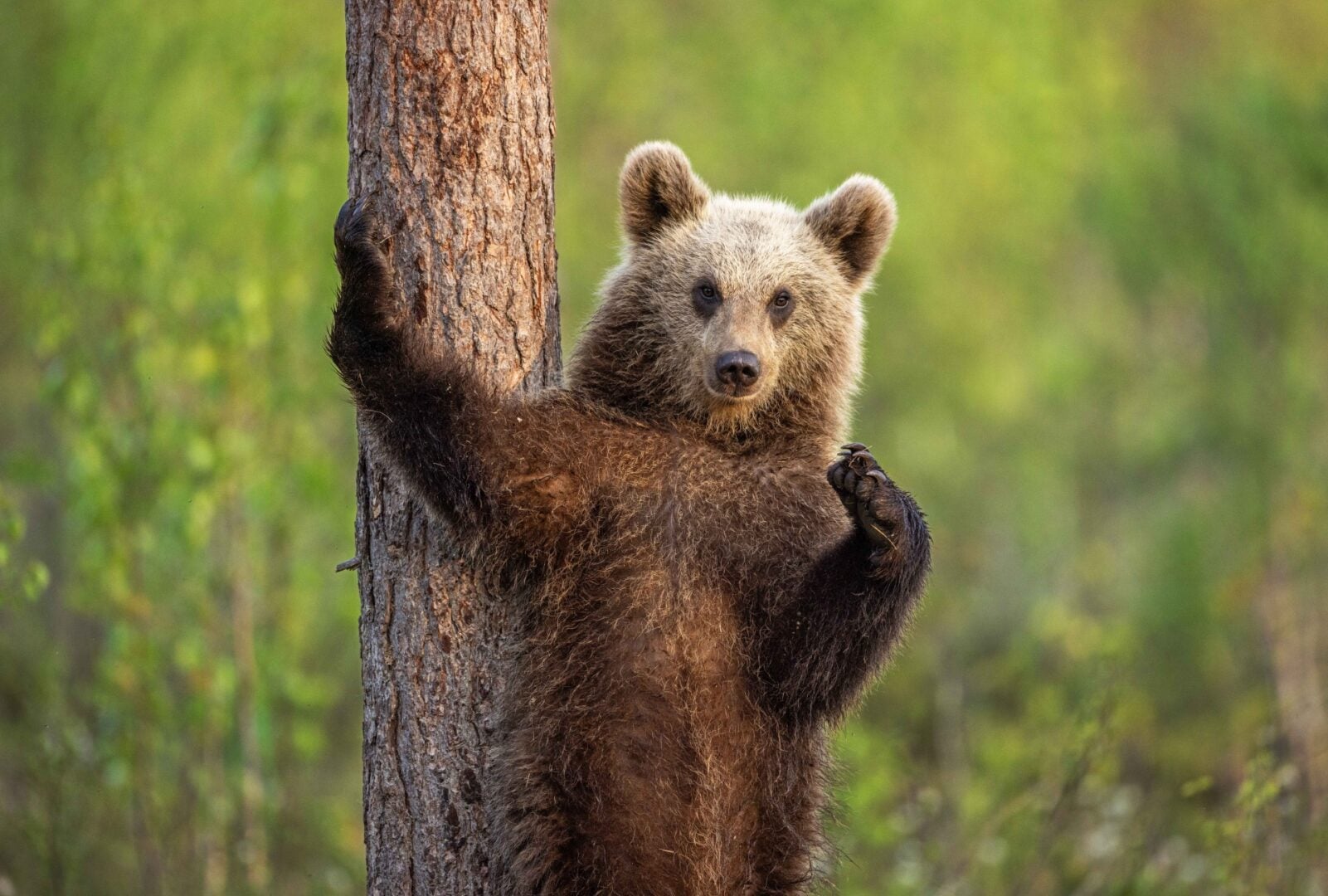The Comedy Wildlife Photography Awards 2026