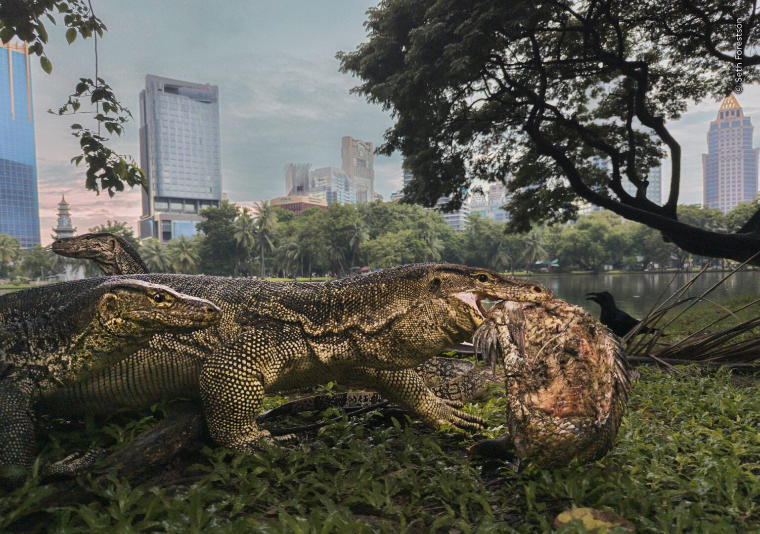 Wildlife Photographer of the Year 2026