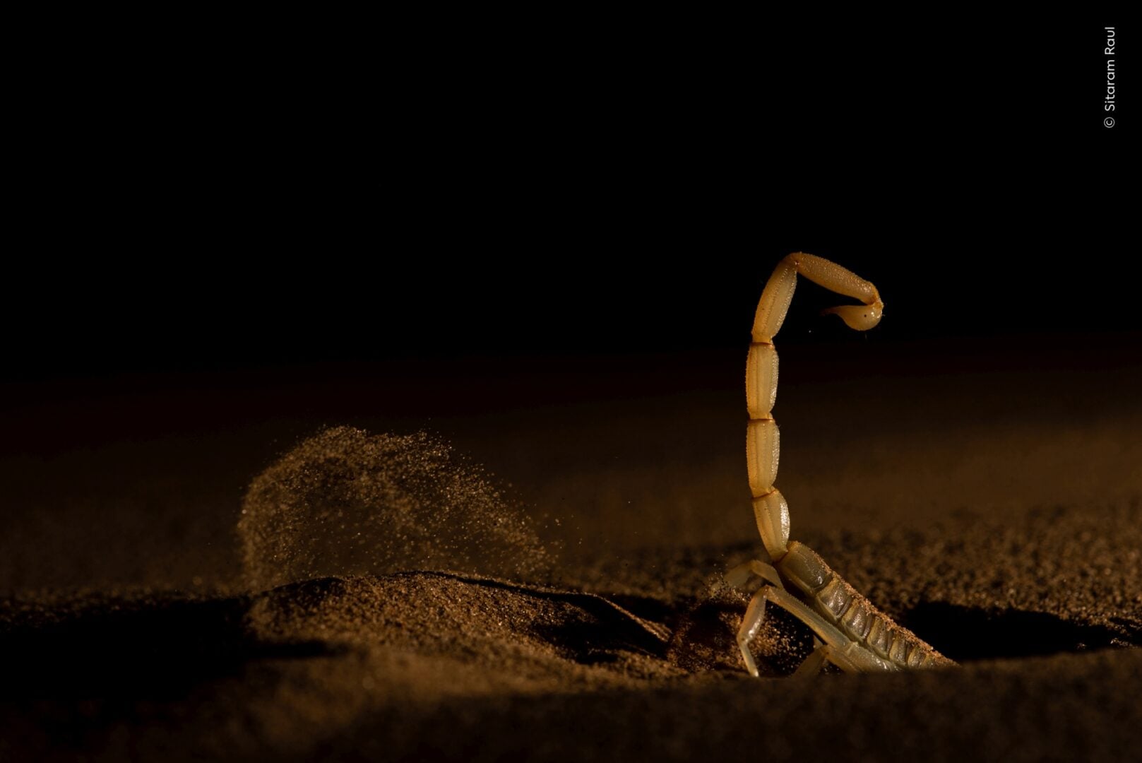 scorpio