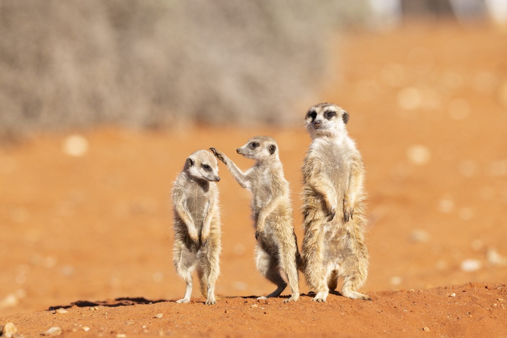 The Comedy Wildlife Photography Awards 2026