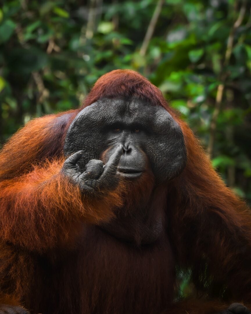 The Comedy Wildlife Photography Awards 2026
