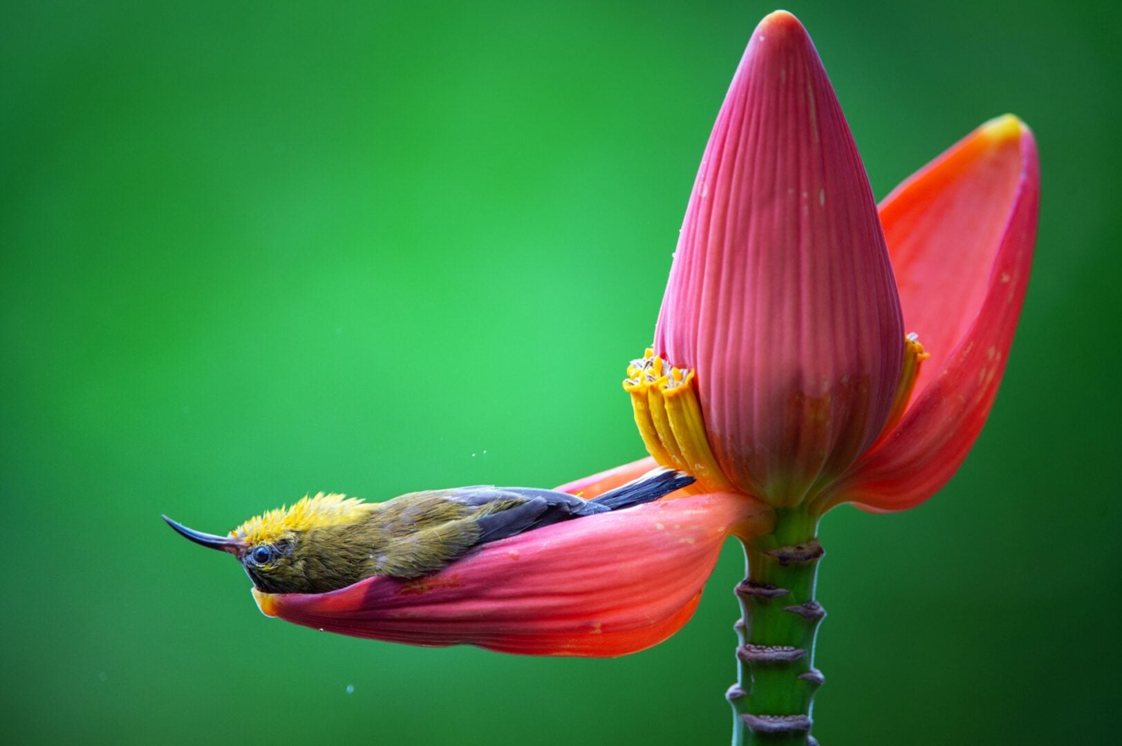 The Comedy Wildlife Photography Awards 2026