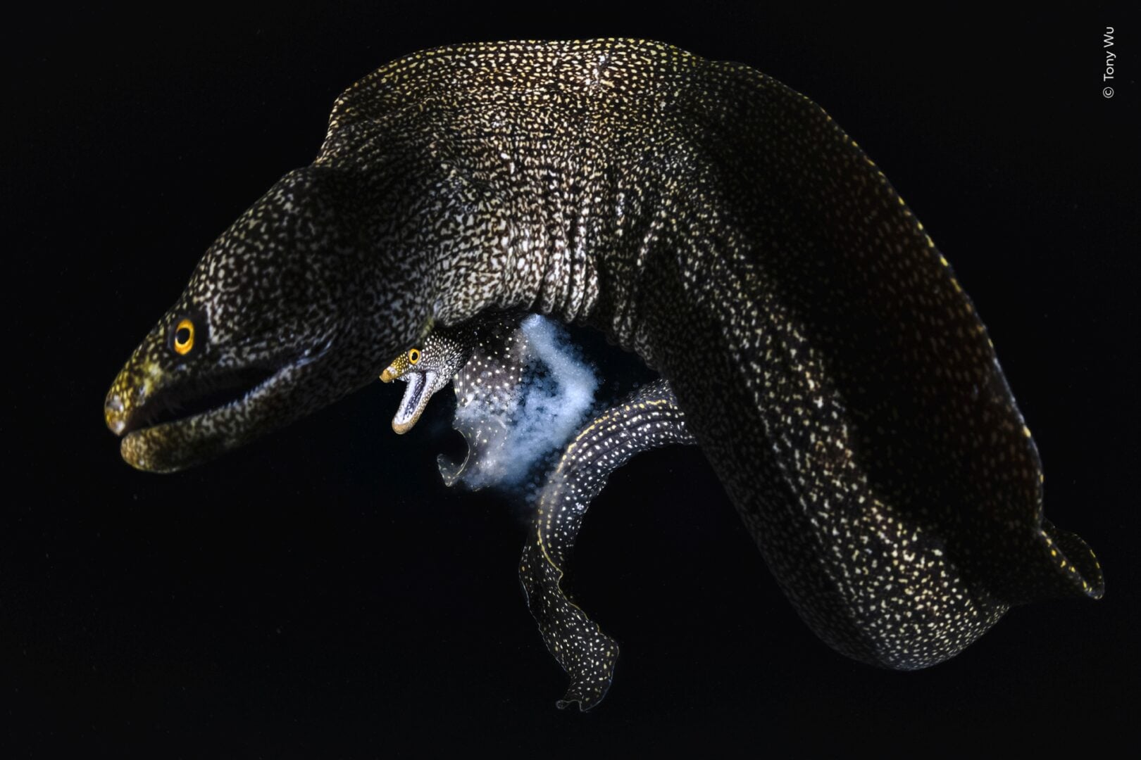 Wildlife Photographer of the Year 2026