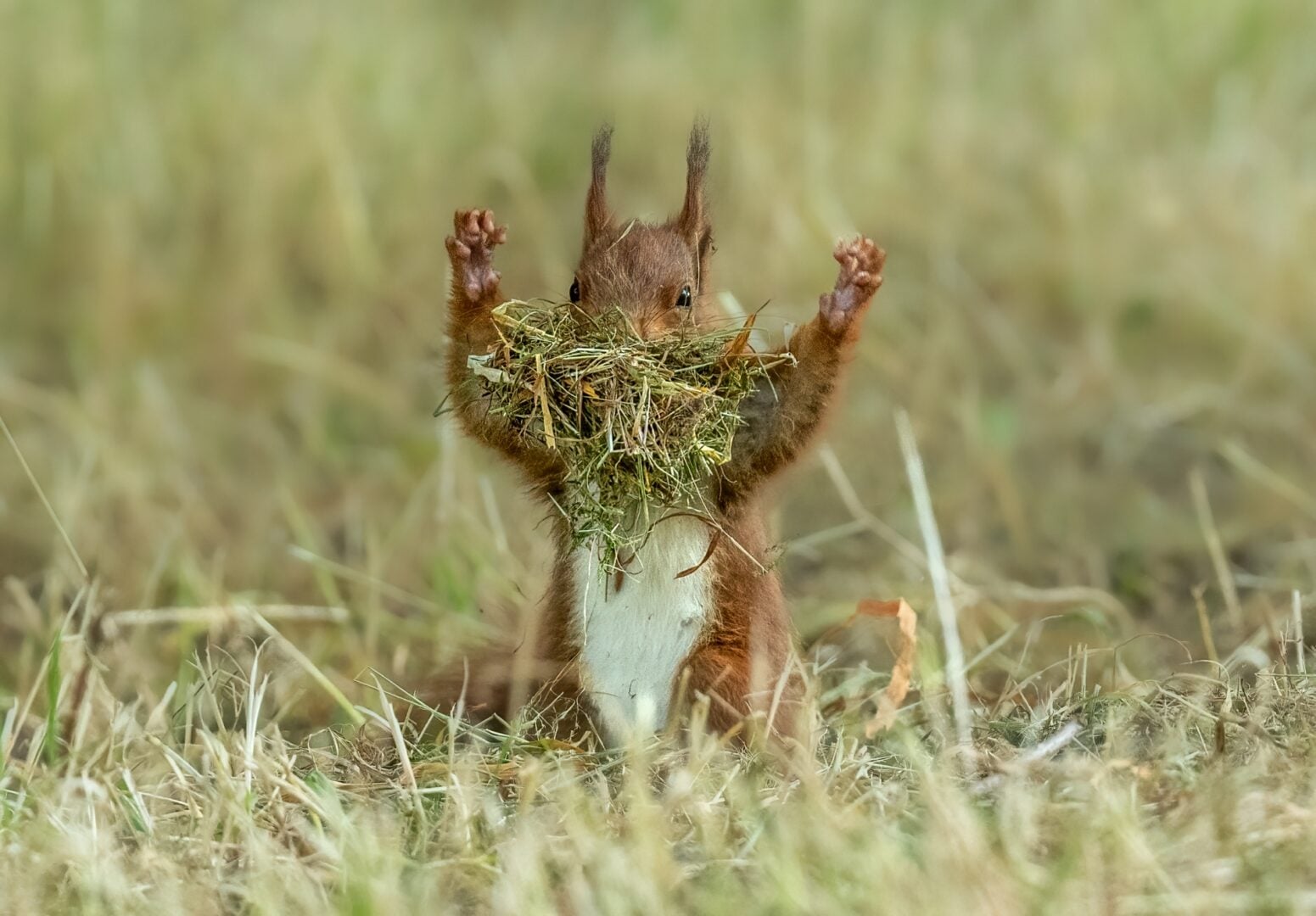 The Comedy Wildlife Photography Awards 2026