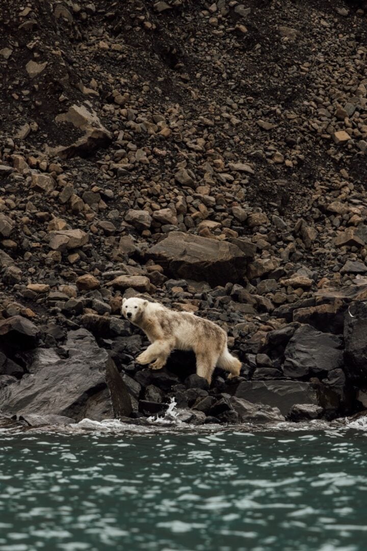 polar bear