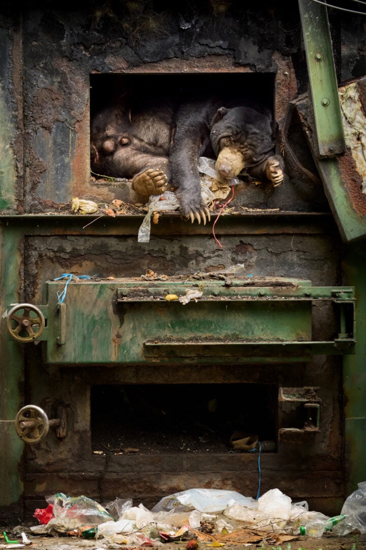 European Wildlife Photographer of the Year 2026