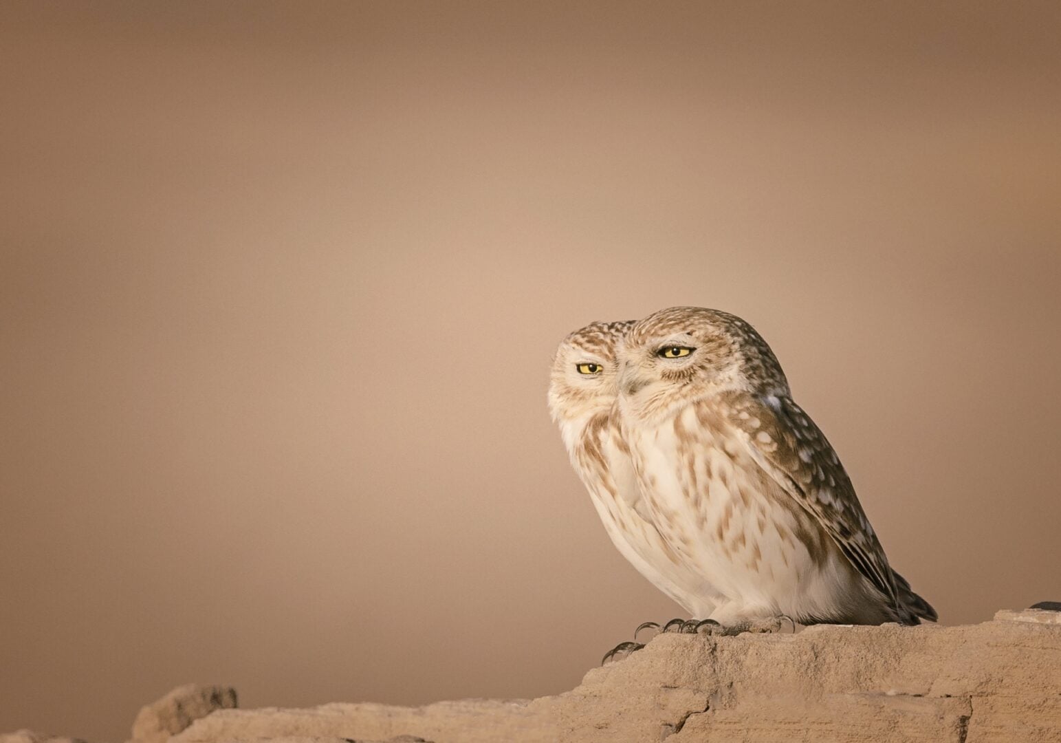 The Comedy Wildlife Photography Awards 2026