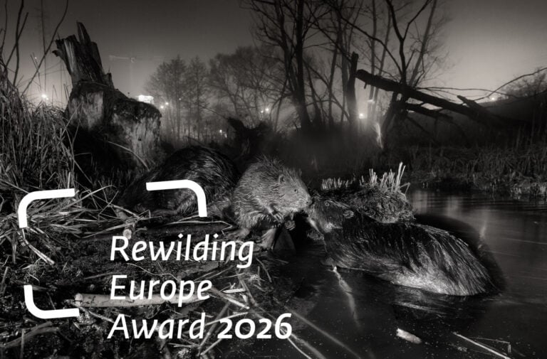 © GDT EWPY 2026, Rewilding Europe Award, Jan Wieczorek