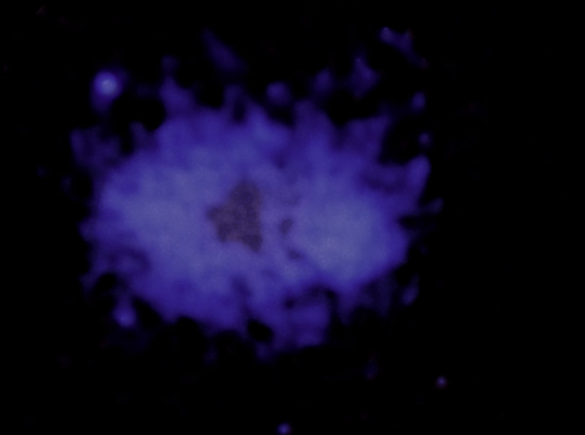 The X-Ray image from the Chandra Observatory and eROSITA. Credit: NASA/CXC/INAF-IRA/A